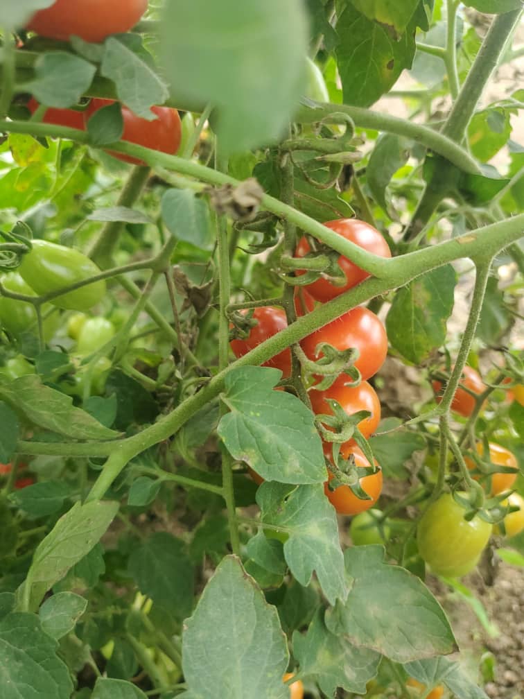 Cherry Tomatoes
